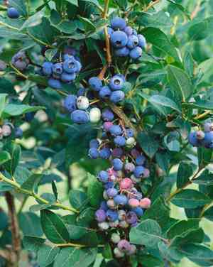 Highbush blueberry(Vaccinium corymbosum)