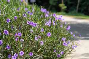 Mexican petunia(Ruellia simplex)