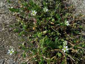 Thyme-leaf sandwort(Arenaria serpyllifolia)