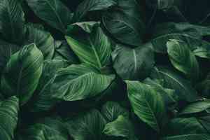 Peace lily(Spathiphyllum cannifolium)