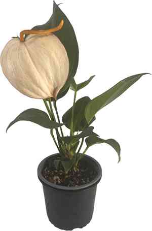 Pigtail anthurium(Anthurium scherzerianum)