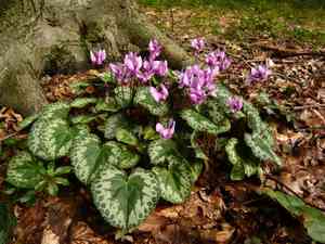 Purple cyclamen(Cyclamen purpurascens)