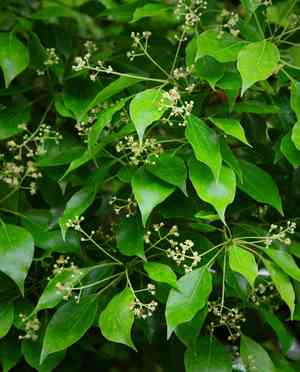 Camphor tree(Cinnamomum camphora)