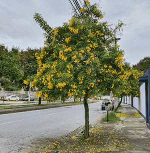 Yellow trumpetbush(Tecoma stans)