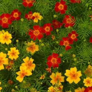 Signet marigold(Tagetes tenuifolia)