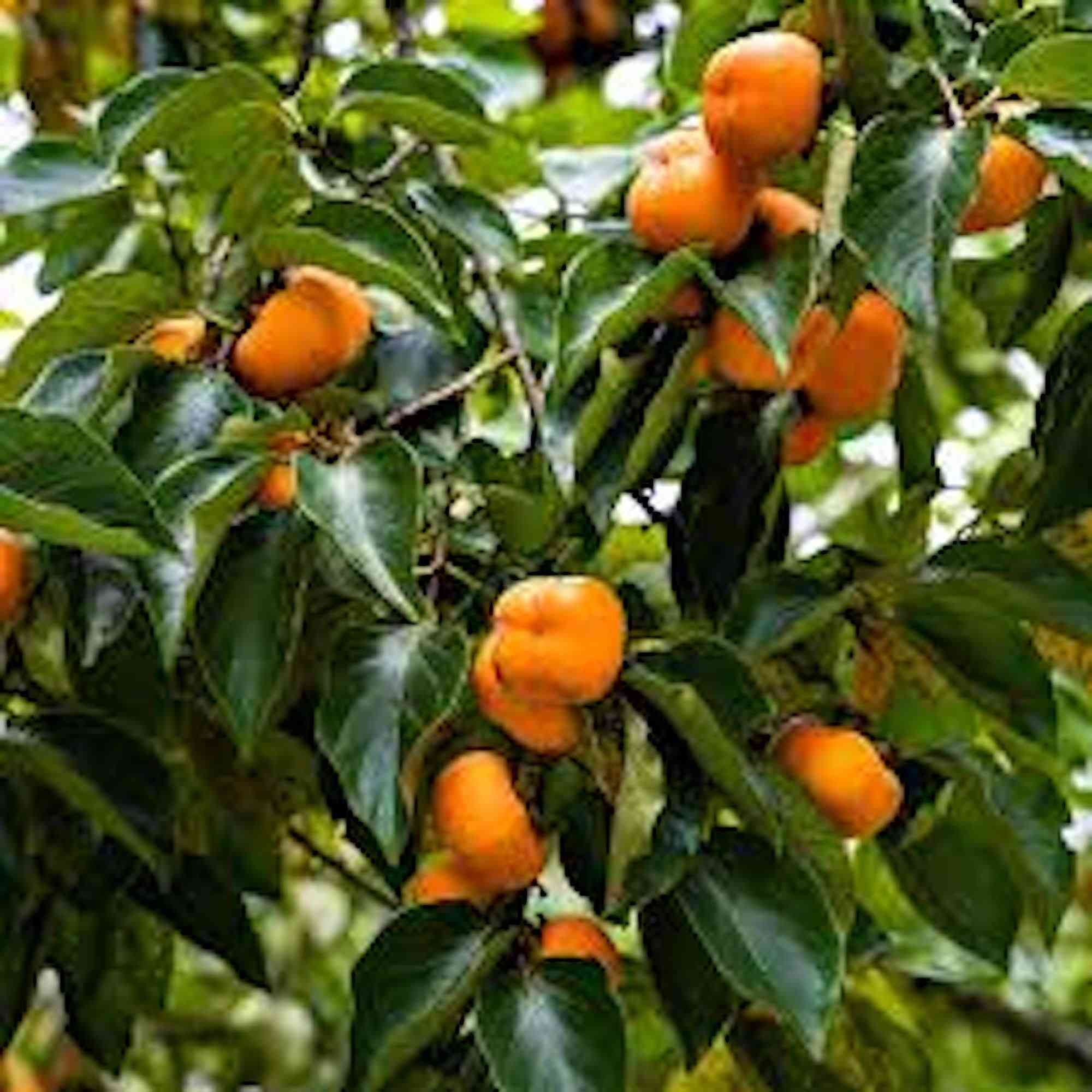 Common Persimmon(Diospyros virginiana)