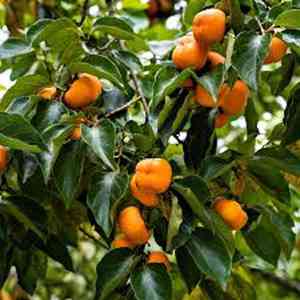 Common Persimmon(Diospyros virginiana)
