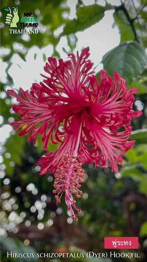 Spider hibiscus(Hibiscus schizopetalus)