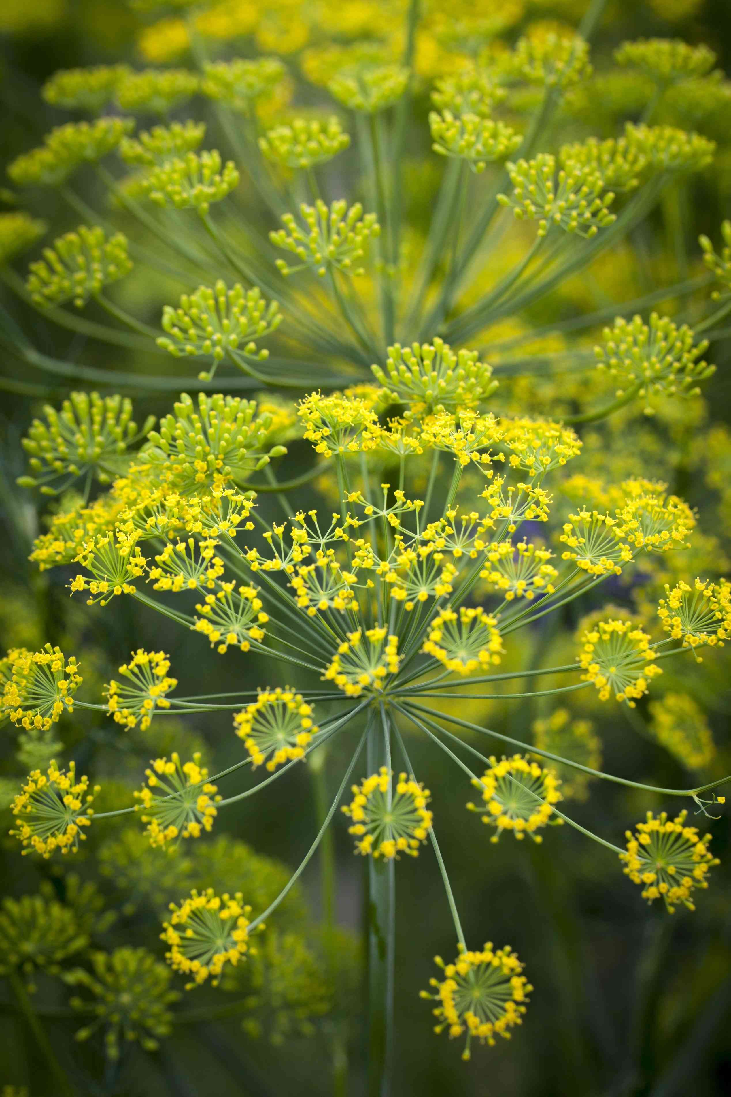 Dill(Anethum graveolens)