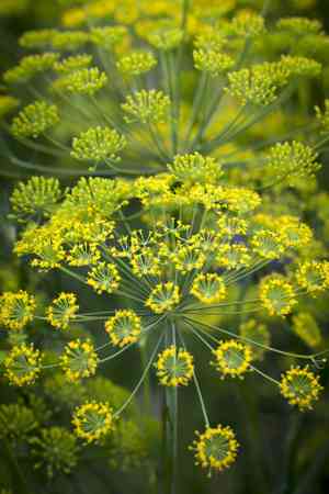 Dill(Anethum graveolens)