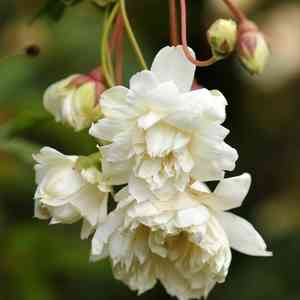 Lady banks's rose(Rosa banksiae)