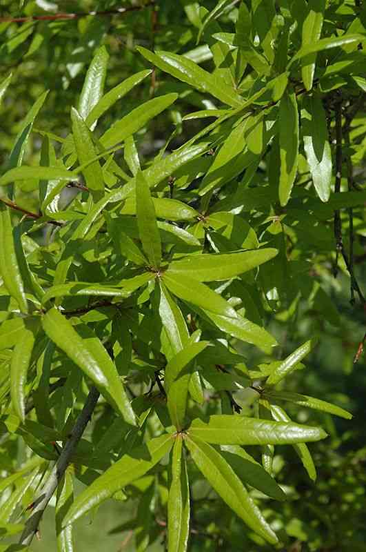 Willow oak(Quercus phellos)