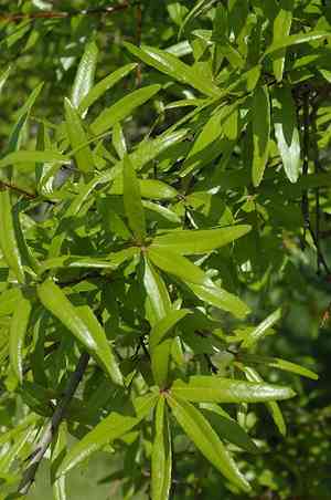 Willow oak(Quercus phellos)