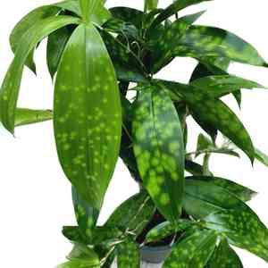 Gold dust dracaena(Dracaena surculosa)