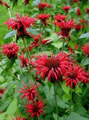 Scarlet beebalm(Monarda didyma)