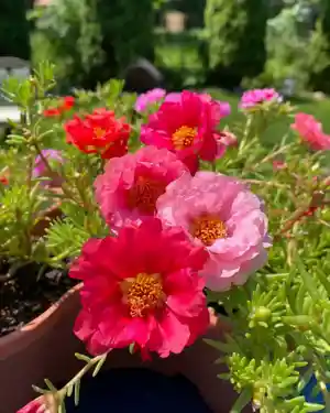 Moss rose(Portulaca grandiflora)