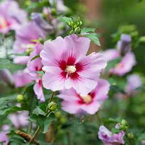 Rose of sharon(Hibiscus syriacus)