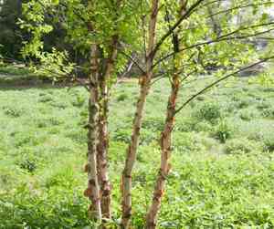 River birch(Betula nigra)