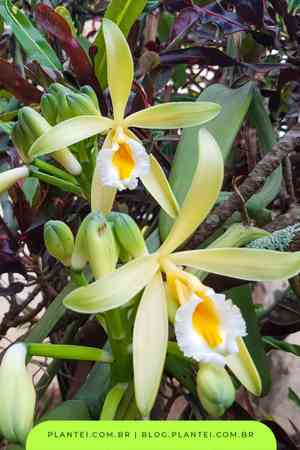 Flat-leaved vanilla(Vanilla planifolia)