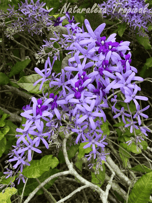 Queen's wreath(Petrea volubilis)