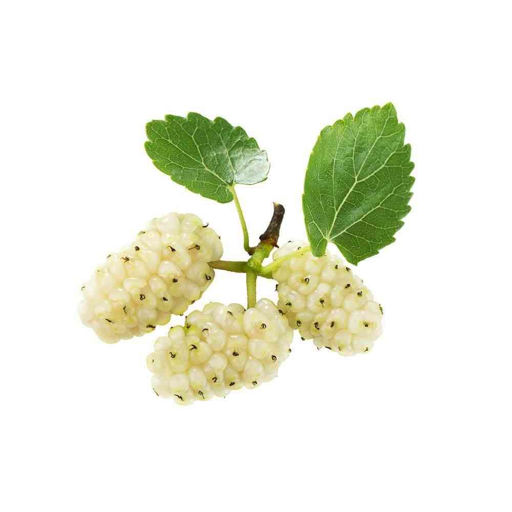 Mulberry(Morus alba)