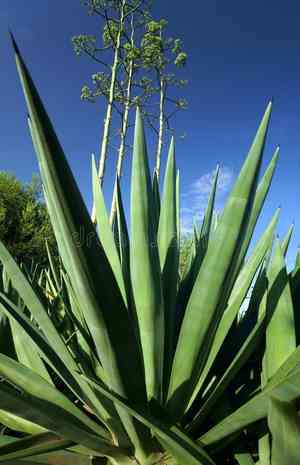 Sisal(Agave sisalana)