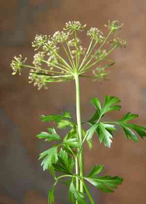 Parsley(Petroselinum crispum)