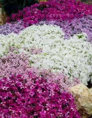 Creeping phlox(Phlox subulata)