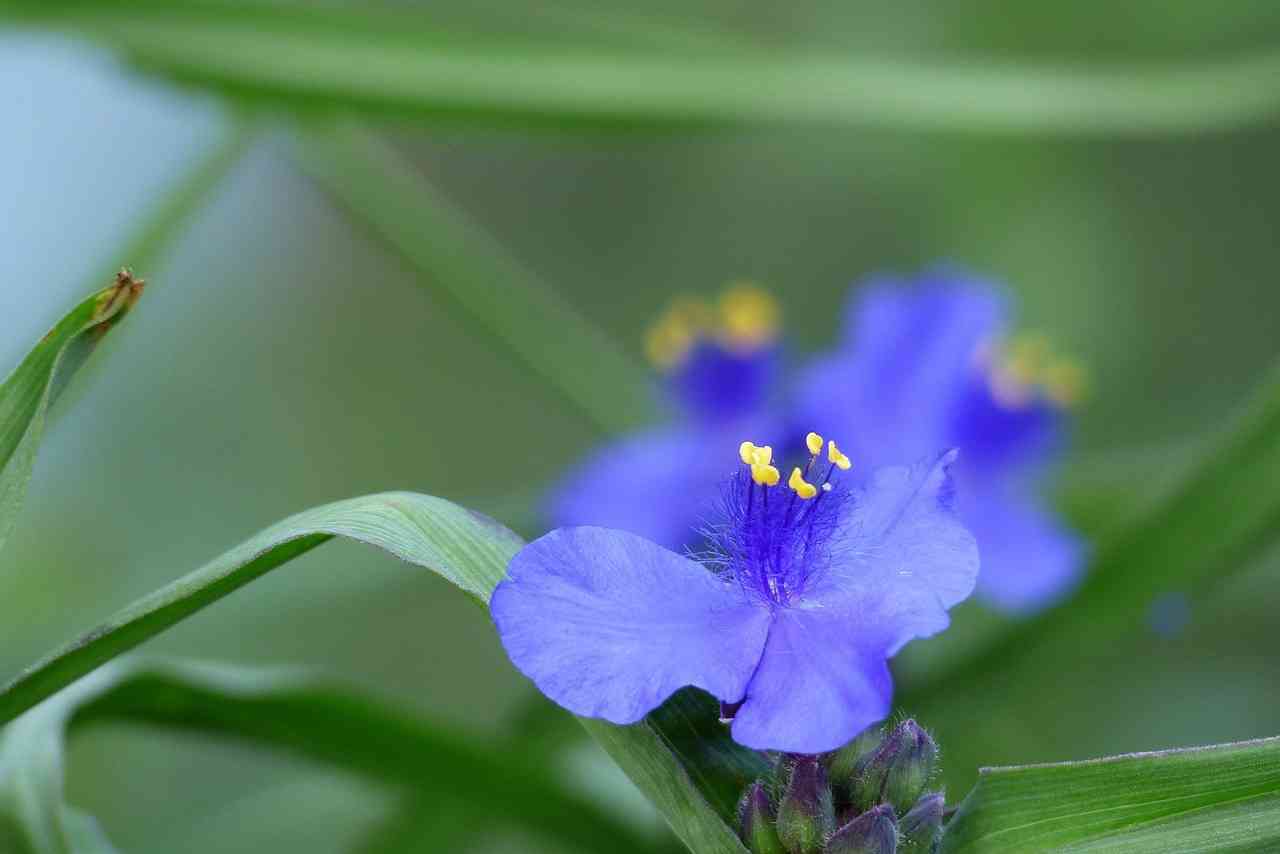 Small-leaf spiderwort(Tradescantia fluminensis)