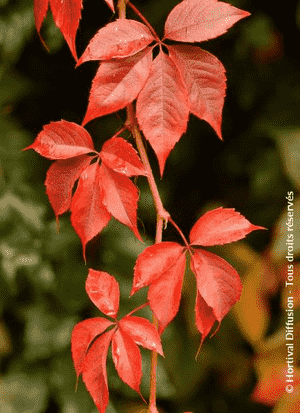 Virginia creeper(Parthenocissus quinquefolia)