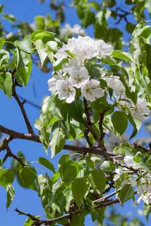Common pear(Pyrus communis)