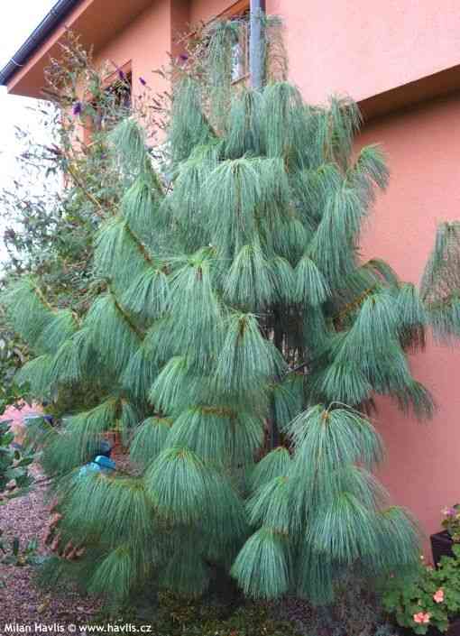 Himalayan pine(Pinus wallichiana)