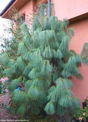 Himalayan pine(Pinus wallichiana)