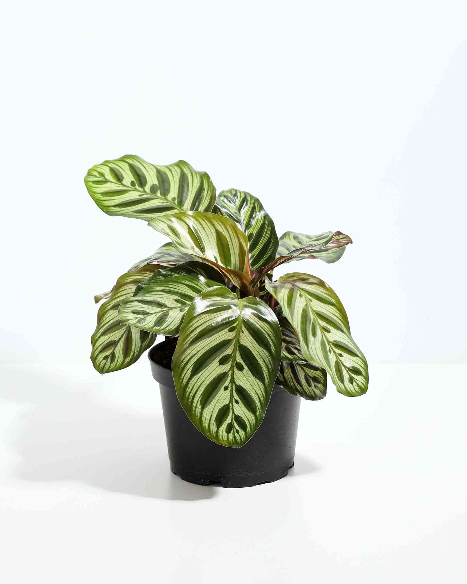 Peacock plant(Goeppertia makoyana)