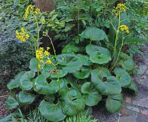 Leopard plant(Farfugium japonicum)