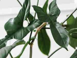 Philodendron bipennifolium(Philodendron bipennifolium)
