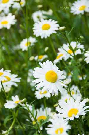 Shasta daisy(Leucanthemum maximum)
