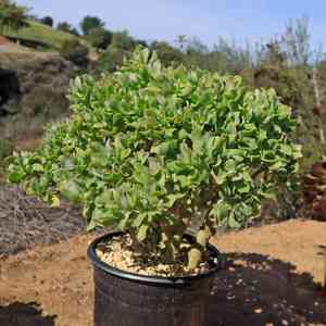 Silver dollar plant(Crassula arborescens)