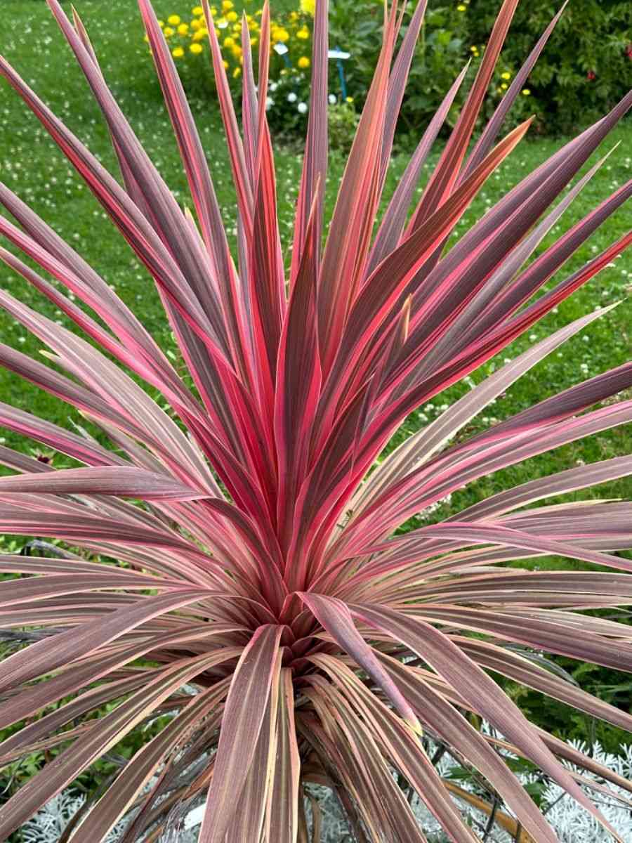 Cabbage tree(Cordyline australis)