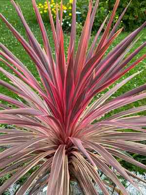 Cabbage tree(Cordyline australis)