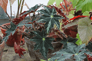 Starleaf begonia(Begonia heracleifolia)