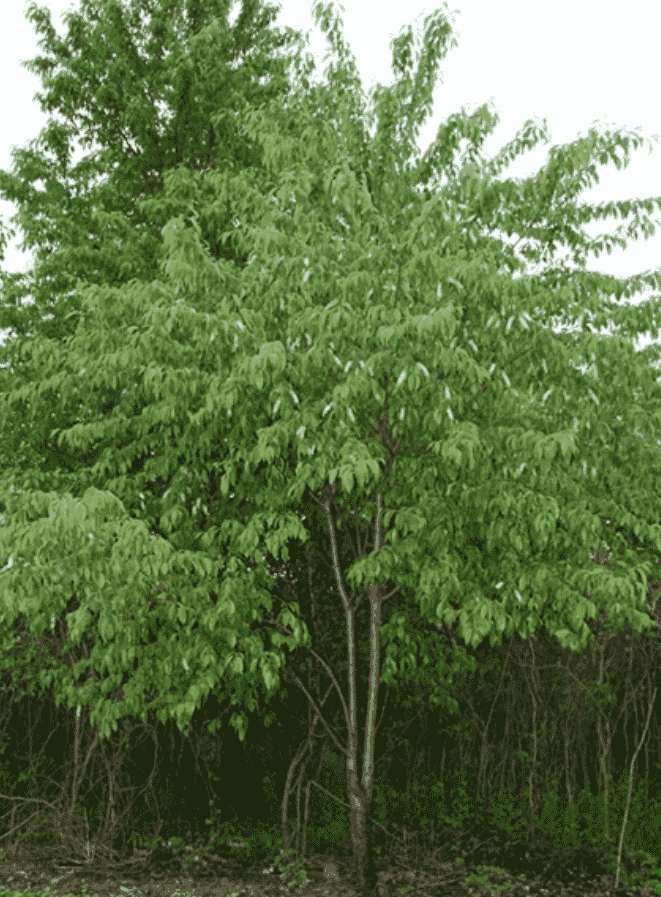 Black cherry(Prunus serotina)