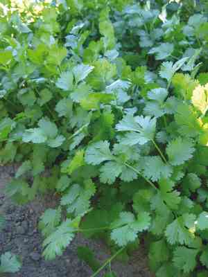 Coriander(Coriandrum sativum)