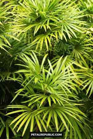 Lady Palm(Rhapis excelsa)