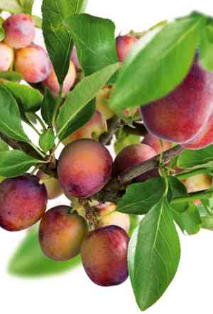 European plum(Prunus domestica)