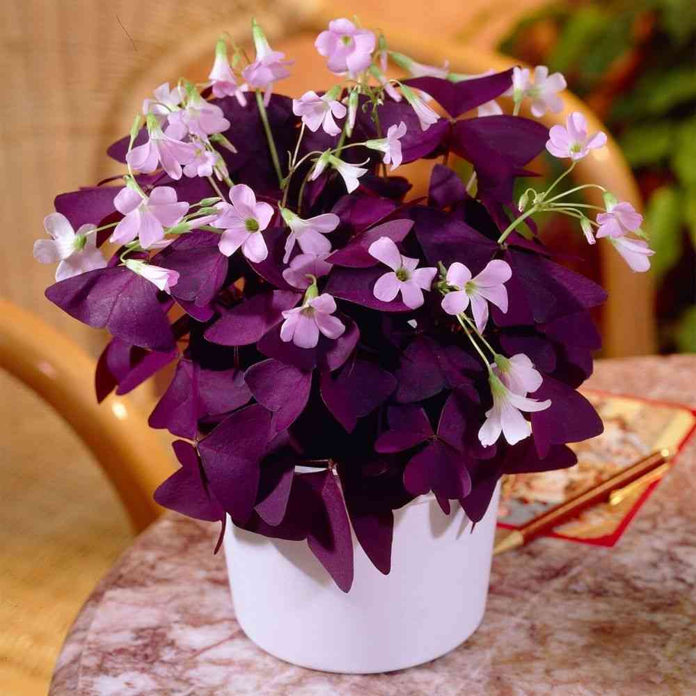False shamrock(Oxalis triangularis)