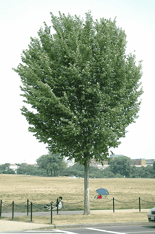 American elm(Ulmus americana)