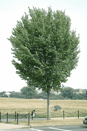 American elm(Ulmus americana)