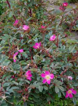 Rosa lucieae(Rosa lucieae)