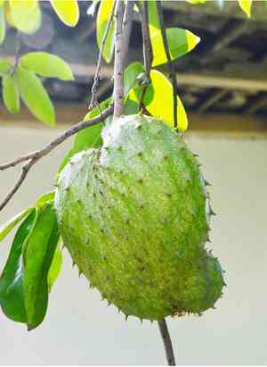 Soursop(Annona muricata)
